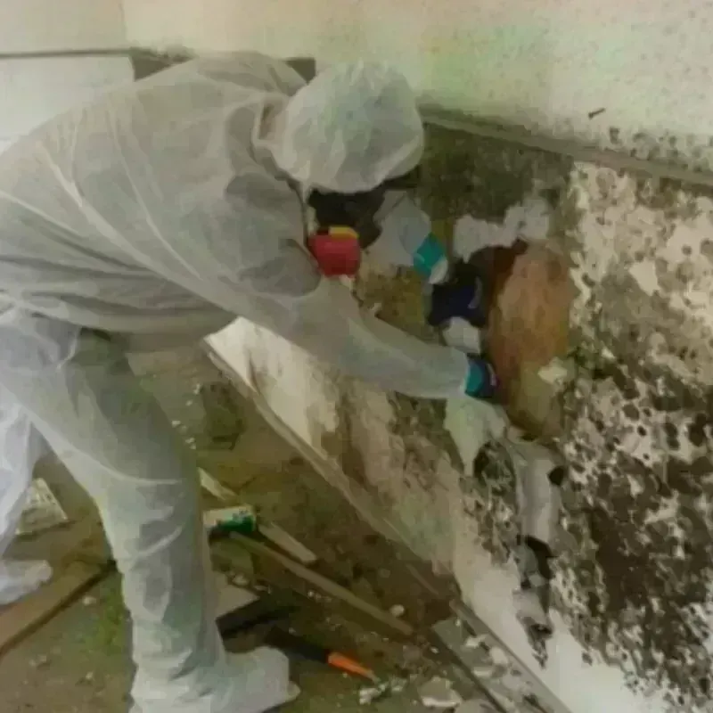 Mold Remediation and Removal in Lake Junaluska, NC